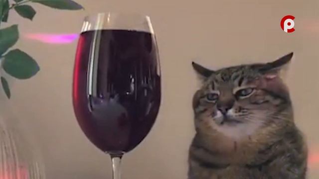 Что вижу, то пою. Выпуск №164 - Новогодний смотреть онлайн