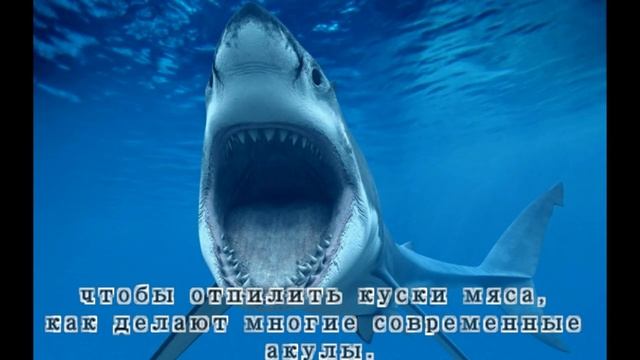 Стетакант  Stethacanthus Altonensis  (2 часть)