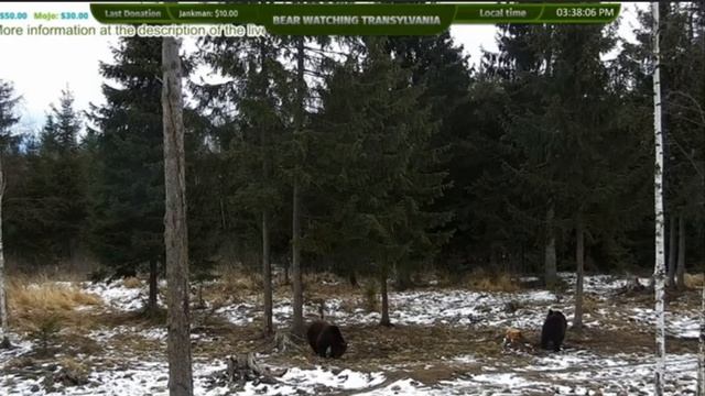 Медведи живут в дикой природе #Медведи#ДикаяПрирода#Румыния