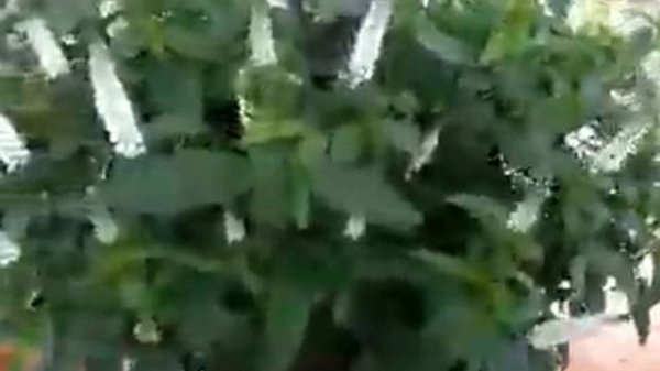 Spring Trials 2016: Veronica spicata