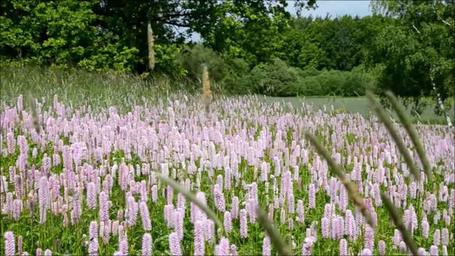 Wiesenknöterich смотреть онлайн
