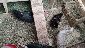 Индоутки. Птичник. Первое заселение.