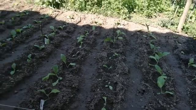 Табак в подмосковье. Высадка в грунт. 2 июня 2022г. Первый опыт выращивания табака. смотреть онлайн