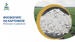 Фосфогипс на картофеле. Мелиорант и удобрение.