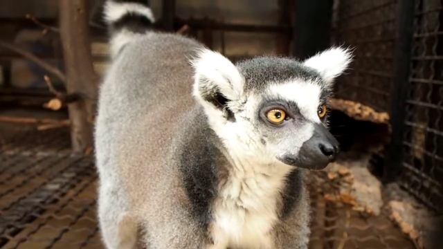 Кошачий лемур Рокки смотреть онлайн