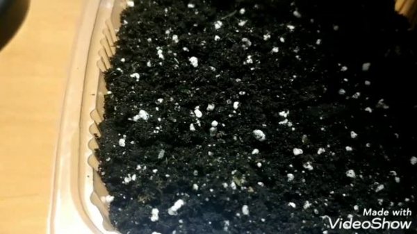 //Сею ЛАВАНДУ.Сроки появления первых всходов лаванды.//