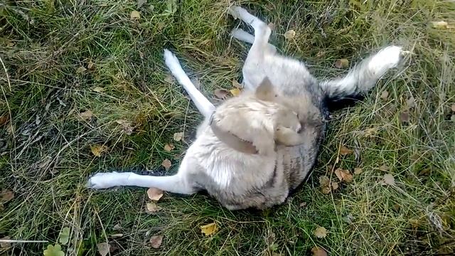собака на охоте смотреть онлайн