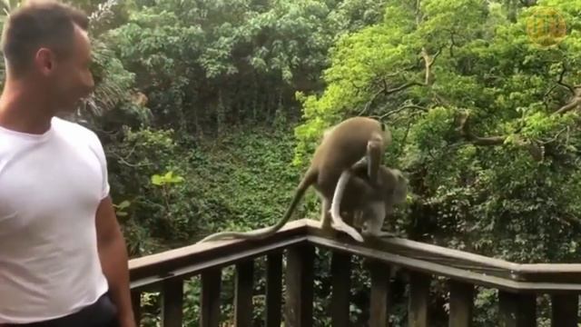 ПОДБОРКА КЛАССНЫХ ПРИКОЛОВ 2019 №5. упала с доски // обезьяны играют смотреть онлайн