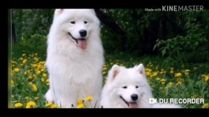 Мир жесток😠!!! Издевательство над обезьяной!!