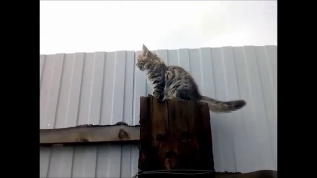 Котенок 3 месяца - путешествие по забору смотреть онлайн