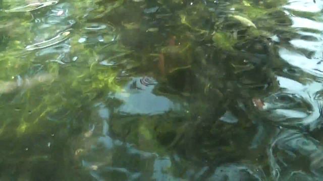 Прага 2011-Зоопарк. Пингвины смотреть онлайн