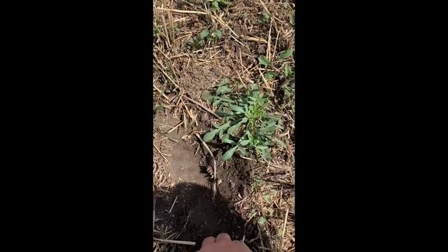 Переход на No-Till в Молдове - посев проса сеялкой Turbosem, комментарии Эдуарда Романькова смотреть онлайн