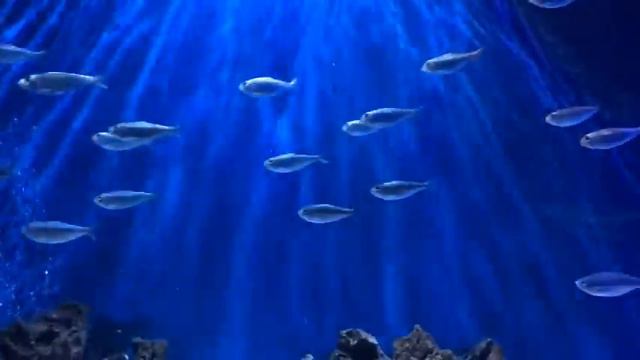 🐟 FISH in an aquarium with calm relaxing MUSIC for meditation or sleep 🐟 смотреть онлайн