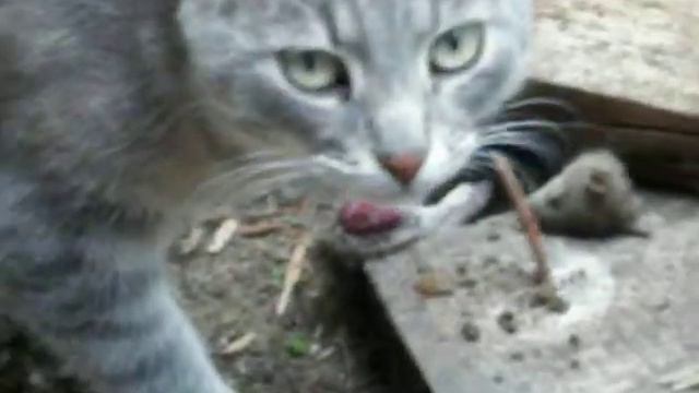 Смерть мышонка смотреть онлайн