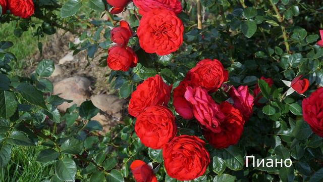 Краткий обзор розы Пиано (Чайно гибридная) - Piano (Evers 2007) смотреть онлайн