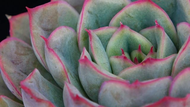Echeveria Hercules