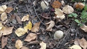 Как Вырастить Грибы На Участке Дачи Мицелий Грибов