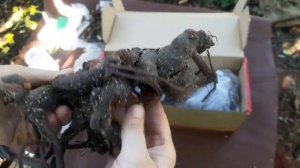 Пулков Сад. Распаковка посылки с пионами 2022.