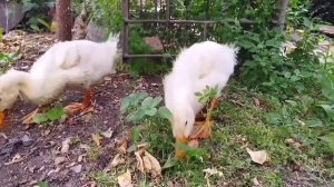 РАСТУТ КАК НА ДРОЖЖАХ Утка Агидель 1-60 день?Duck growth 1-60 days