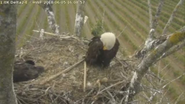 HWF Delta 2 East Eagle Cam смотреть онлайн