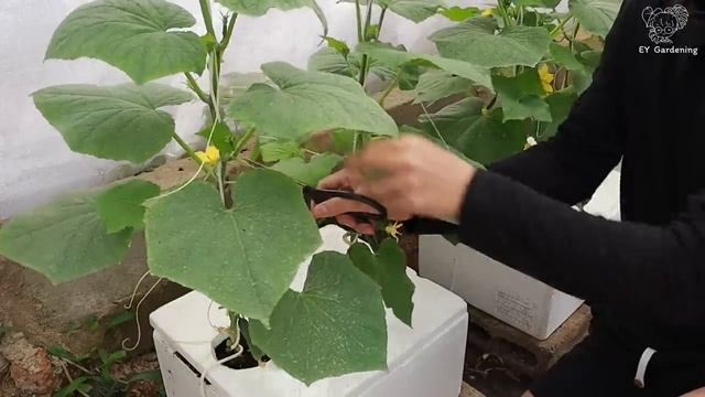 Особый способ выращивания бэби-огурцов в домашних условиях смотреть онлайн