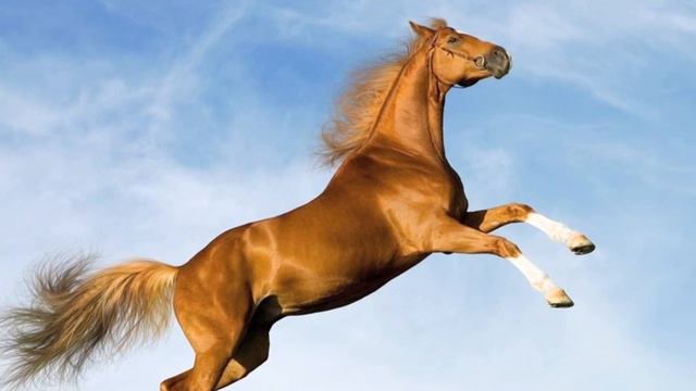 Звук Лошади смотреть онлайн