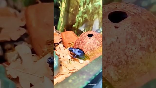 Лягушки голубого древолаза. Опасны для человека? смотреть онлайн