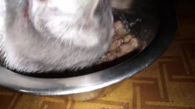 Чем я кормлю кота...