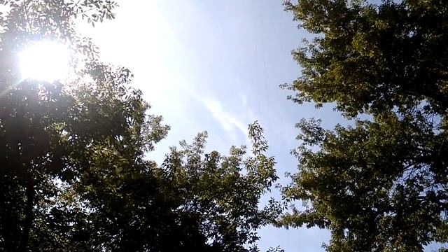 Красота природы. Солнце, деревья, ветер смотреть онлайн