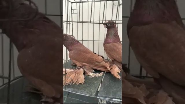 Капканята. Жук. Красные. Гульбадам. Белые двухчубые. Желтый. Узбекские голуби. смотреть онлайн