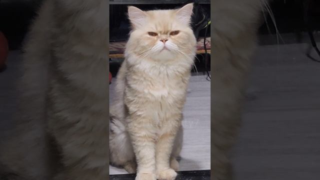 To sleep or not to sleep....zzzz смотреть онлайн
