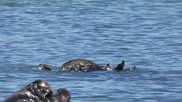 Southern Sea Otter (Enhydra lutris nereis) by BlackHorseMedia смотреть онлайн