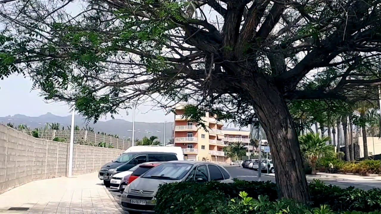 13 марта - тайна чёрных дроздов