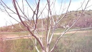 Обрезка ореха грецкого - строго в 1 - 2 декаде мая!