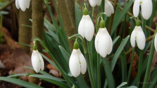 Садовые цветы с названиями. КАКАЯ КРАСОТА!!! смотреть онлайн