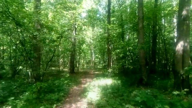 БИТЦЕВСКИЙ ПАРК - Пение птиц 20 05 2019 смотреть онлайн