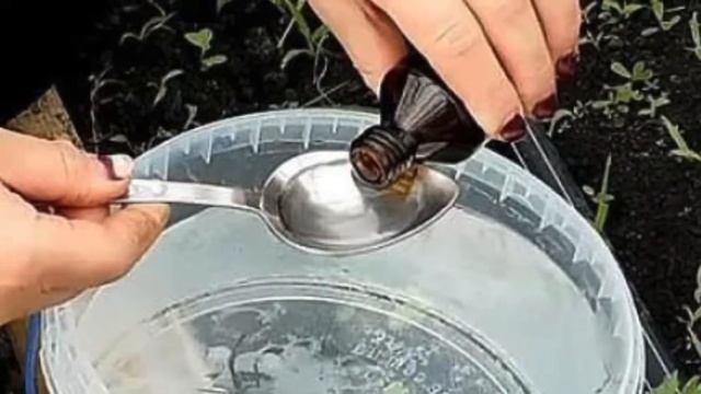 Желтеет ЧЕСНОК? Одна простая ПОДКОРМКА для чеснока и он станет зелёным. Чем подкормить чеснок весно смотреть онлайн