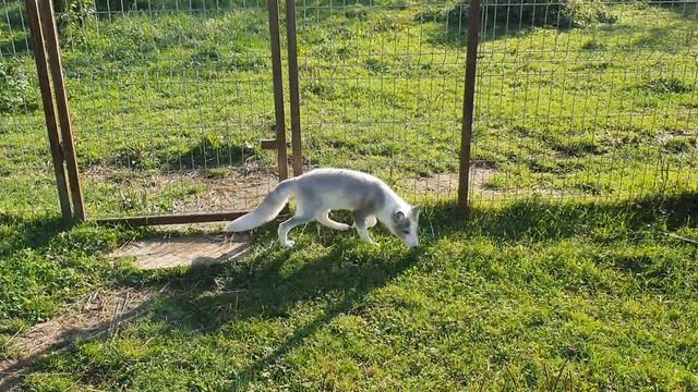Знакомство с лисами. И почему им не надо в лес смотреть онлайн