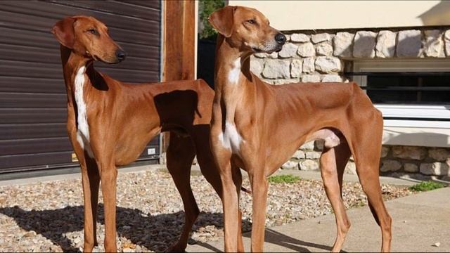 Azawakh - TOP 10 Interesting Facts