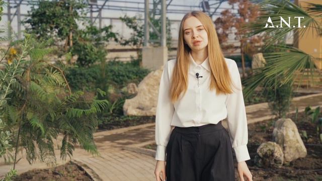 Что значит «A.N.T.»? смотреть онлайн