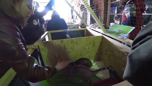 Юна РусДог Фест 04.06.2017 // Снято на Sony X3000 смотреть онлайн