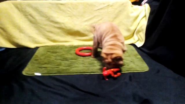 Шар-пей щенок девочка. Роксолана Счастливая семейка. Дата рождения 28 сентября 2016 г