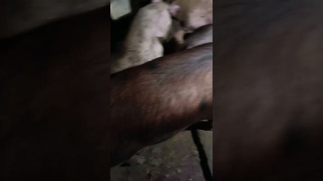 вес свиней в сем месяцев смотреть онлайн