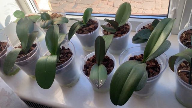 Очікування 🌱🌱 смотреть онлайн