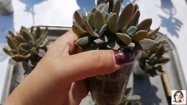 Результаты размножения Суккулентов листом на примере Граптоверии Fred Ives смотреть онлайн