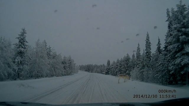 Вот он какой ты, Северный Олень! смотреть онлайн