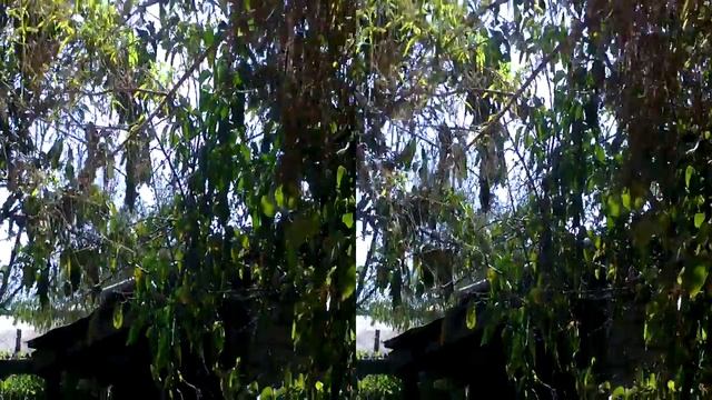 TEST LG CINEMA 3D IC330 NATURAL LIGHT 720p смотреть онлайн
