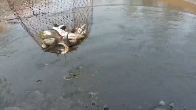 СПАСЕНИЕ обреченных.Ловля рыбы сачком. смотреть онлайн