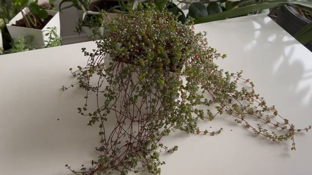 Top 7 Plants for Closed Terrarium; Best Easy Terrarium Plants 2023 смотреть онлайн