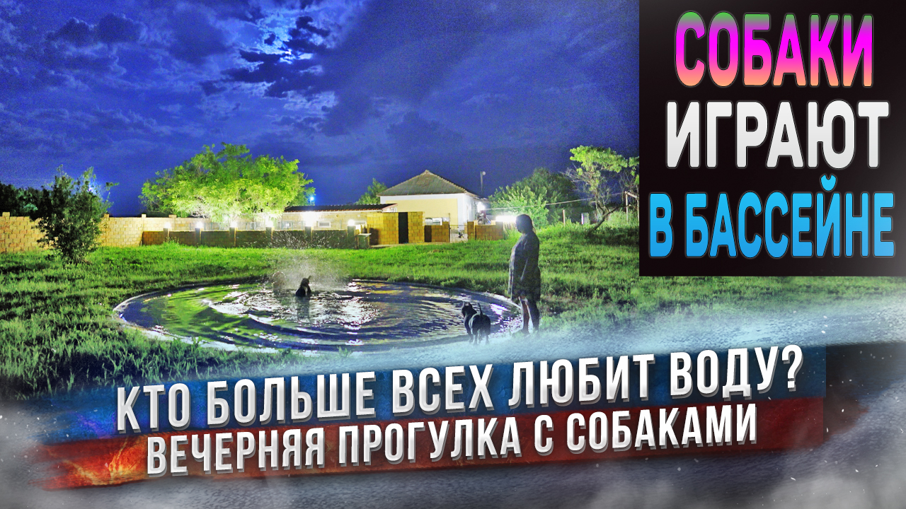 Прогулка с собаками у бассейна в новой зоне выгула! смотреть онлайн